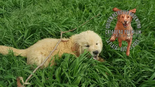 Cachorros Y Cachorras Golden Retriever Pureza A La Vistaa