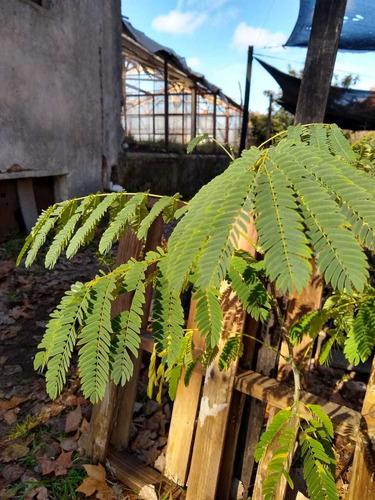 Timbó (enterolobium Contortisiliquum)- Árbol Nativo