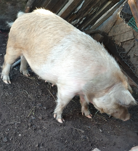 Vendo Cerdita