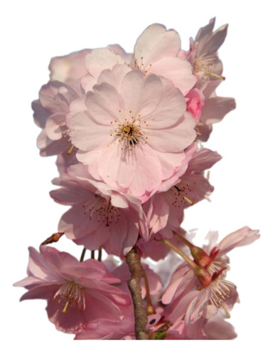 Prunus Sakura Cerezo Japonés, Cerezo De Flor Arbustivo 30lts