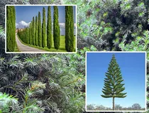 Comprar Pack 3 Pinos Navideños 80cm Aprox, Pinos Desde Semilla