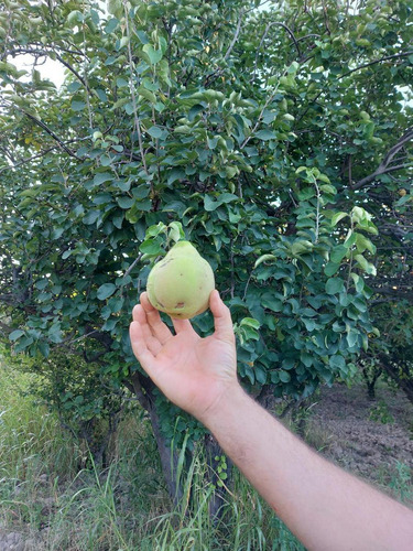Imagen 11 de 13 de Finca - El Cerrito (la Nora)
