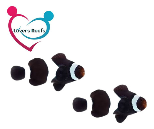Peixe Palhaço Black Ocellaris - 2 Peixes
