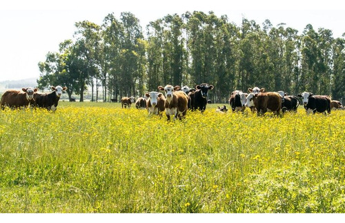 42 Has Campo Ganadero En Coronda