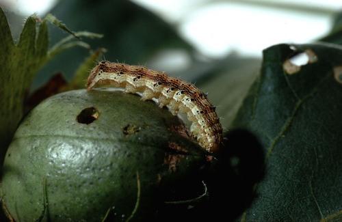 Insecticida Trips, Falso Medidor Petrolambda 7 Caja 12 Pzas