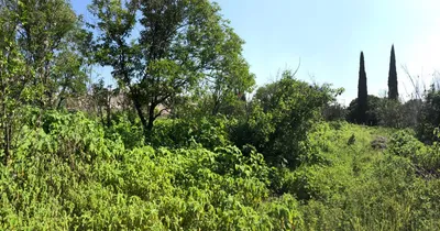 Terreno en renta
