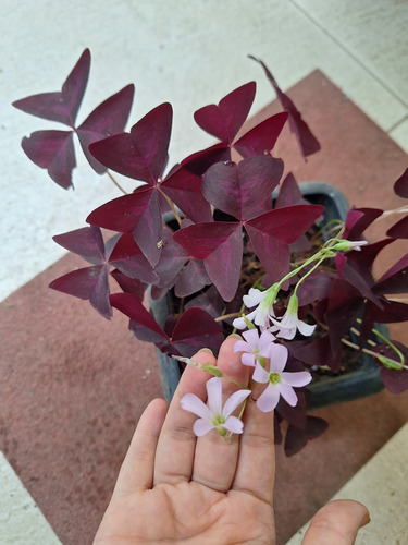 Trevo Roxo Oxalis Triangularis P 15 Violeta
