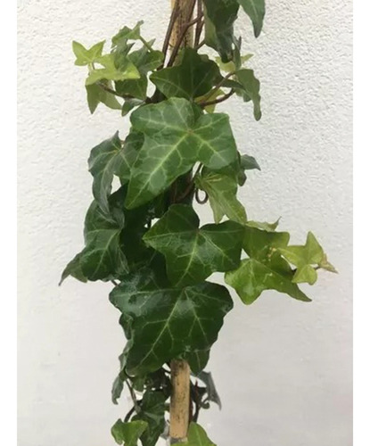 Planta Planta Trepadora Como Se Llama