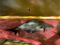 Comprar Peces Pangasius Tiburones O Bagres
