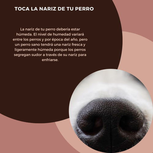 Shampoo Bolfo Bayer Antipulgas Piojos Y Garrapatas 350 Ml