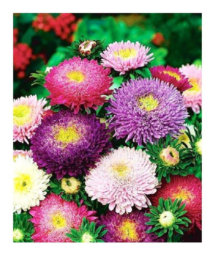 30 Semillas Flores Reina Margarita Giant Princess Mix Flor