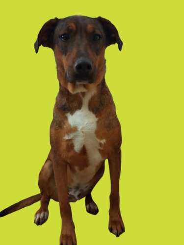 Dino, Un Mix De Doberman Cobrizo, Bellísimo, Buenísimo.....