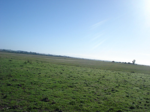 913 Has Invernada / Agric Salto Ruta 3 A 60 Min Ciudad Salto