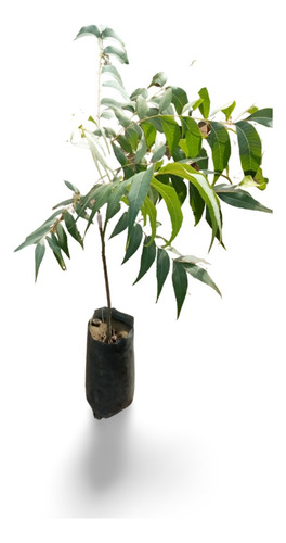 Planta Pecanas Wong