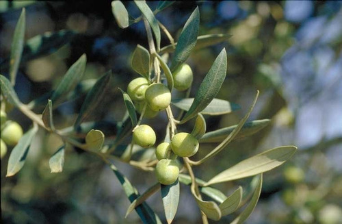 Imagen 3 de 5 de Aceituno Olea Europea Arbol, Olivo Olivera 30lts