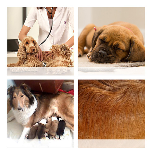 Traje De Recuperación Para Perros Transpirable De Verano Con