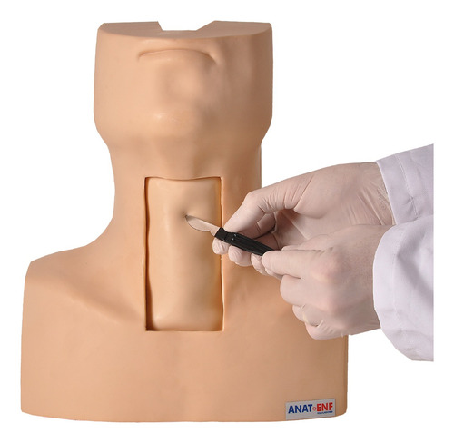 Modelo Anatômico Simulador De Traqueostomia Anatomic