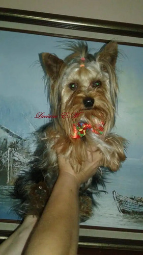 Yorkshire Terrier Mini Bellos Y Puros Yorky Cachorritos 550