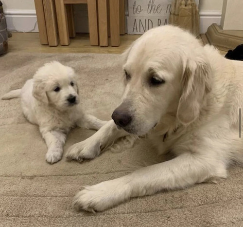 Cachorras Labrador Puras Crianza Respetuosa Cachorros