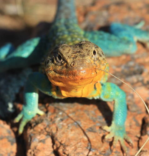 Cuadro 20x20cm Camaleon Reptil Iguana Animal Exotico M1