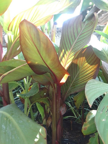 Plantas Achiras Bordó O Verde 4lts 60cm Ver Oferta*