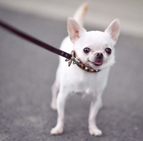 Cachorro Chihuahua Blanco Cabeza De Manzana 016