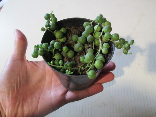 Planta Colgante Rosario, Senecio Rowleyanus Avellan Sarandí