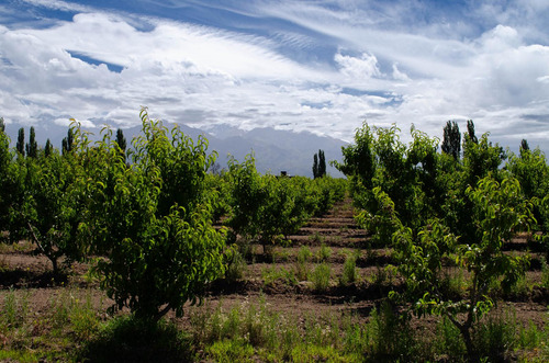 Finca En Venta En Tunuyán