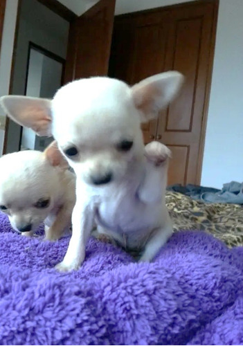 Cachorros Chihuahua Minitoy En 480