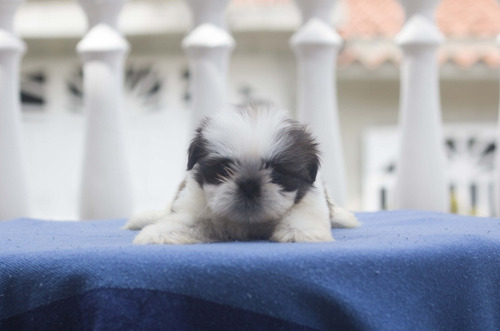 Shih Tzu Machos