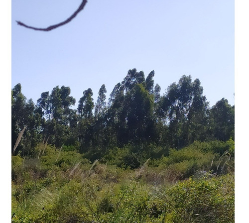 Vendo Campo De 12 Has Forestado Muy Cerca De La Ciudad Consulte Y Coordine Una Visita!!!!!!!
