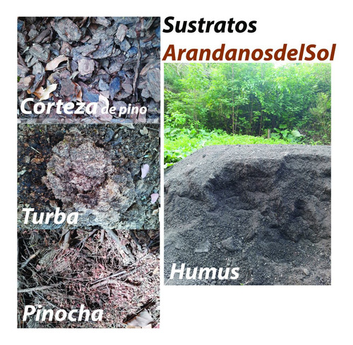 Achilea ( 5 Plantas )