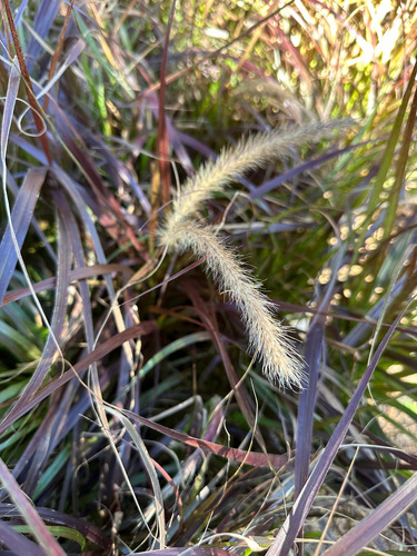 Pennisetum Rubra Cola De Zorro 3lts Graminea Ocre