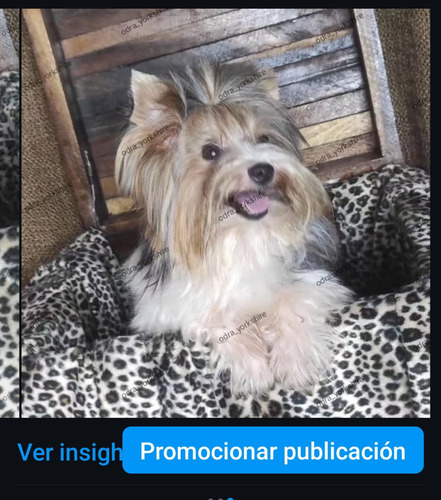 Cachorro Biewer Terrier Puro