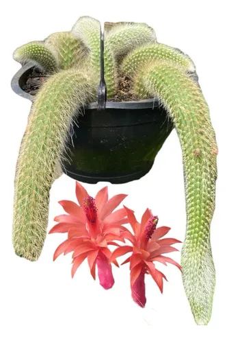 comprar 1 Muda De Cacto Rabo De Macaco Grande Pote 18 Coleção Top    comprar 1 Muda De Cacto Rabo De Macaco Grande Pote 18 Coleção Top