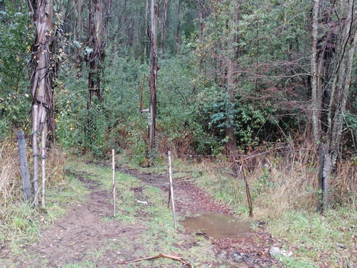 Campo Forestal Con Eucaliptos, De 67 Hás En Reumén, Paillaco