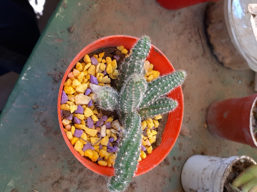 Imagen 1 de 2 de Cactus Cacahuete Moron Raices Arcoiris