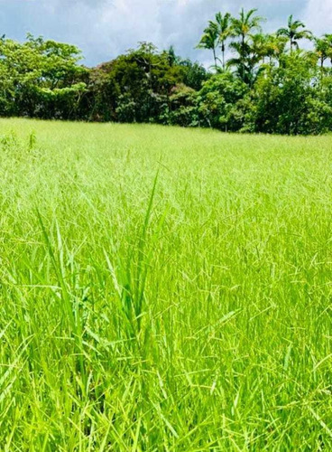 Imagem 6 de 10 de F16- 20000m A Venda Em Igaratá