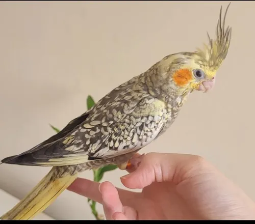 Calopsita Mansa Pet Com Garantia De Saude