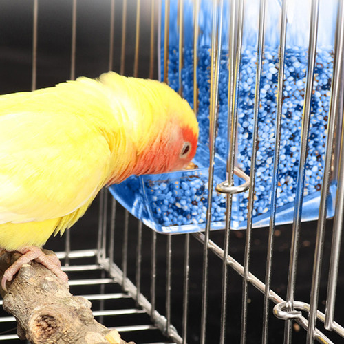 Zy Comedero Para Pájaros Para Ver Jaulas Para Periquitos