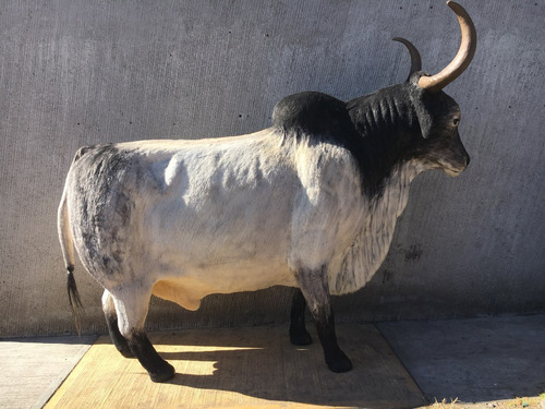 Animales Disecados 100 % Artificiales Cebu ( Brahma Bull)