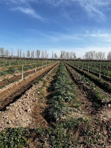 Excelente Oportunidad - Campo En Plena Producción