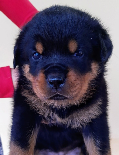 Filhote De Rottweiler De Alto Padrão Com Pedigree Cbkc