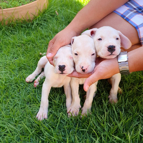 Dogo Argentino Padrao Cbkc