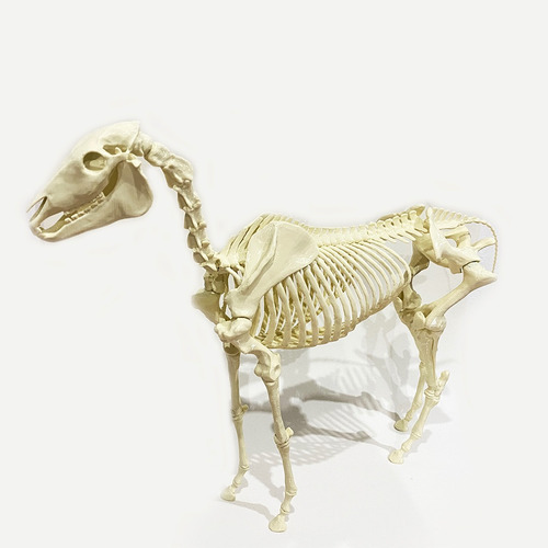 Esqueleto Caballo Completo 3d - Anatomia Veterinaria 