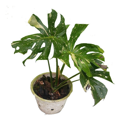 Monstera Variegada Thai Contelation 