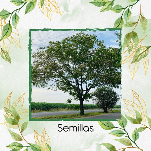 1.000 Semillas De Árbol Igua - Nauno