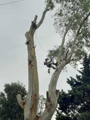 Imagen 4 de 5 de Poda En Altura,extracciones,talas,limpieza De Palmeras