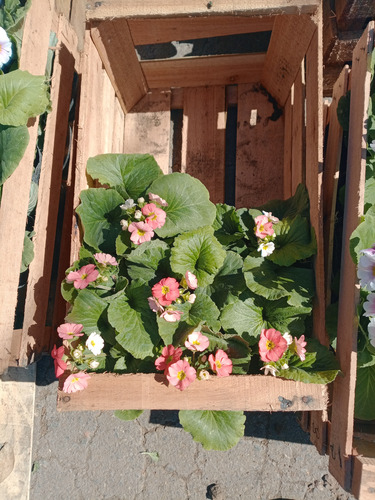 Primulas Cajon X 10 Variedad De Colores Excelentes! Variedad De Colores