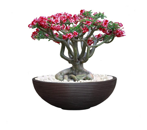 1 Vaso Bacia Planta Flor Rosa Jasmim Lobelia Orquideas 60x20 | Parcelamento  sem juros